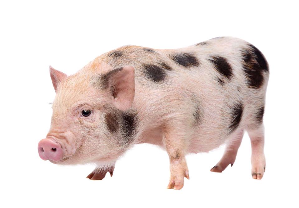 Tratamiento de tumores